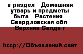  в раздел : Домашняя утварь и предметы быта » Растения . Свердловская обл.,Верхняя Салда г.